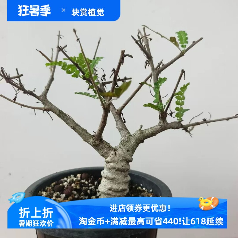 尼嘞达乳香。堆叠感非常好未来可期块根一物一拍易养护包邮6/28