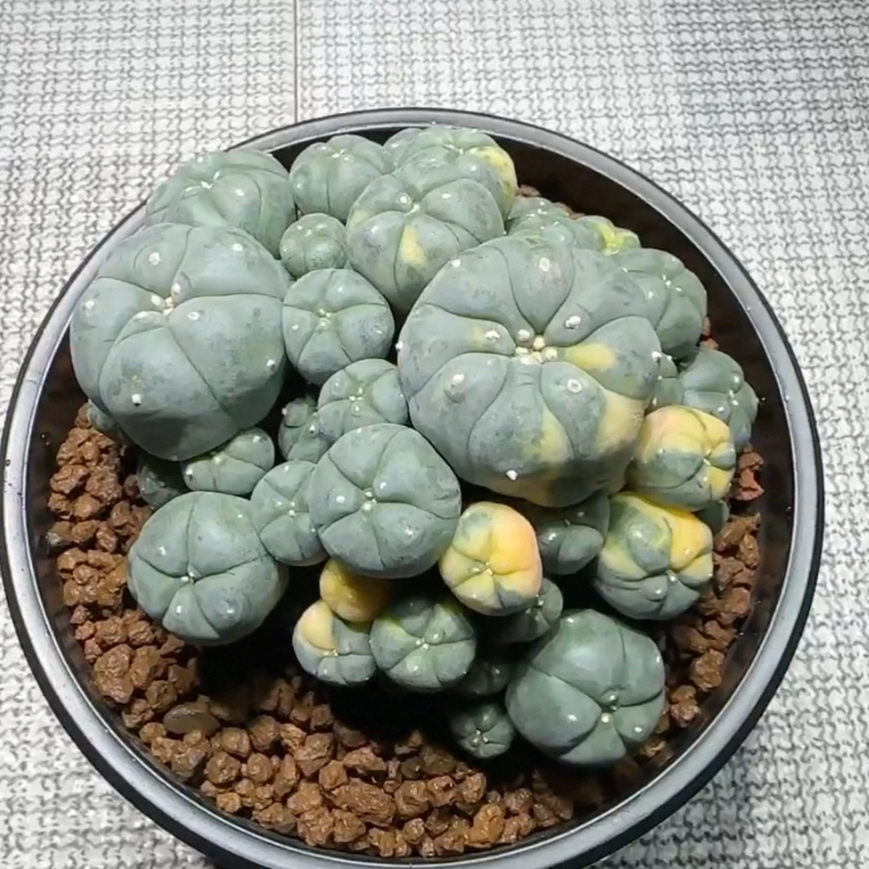 实生草球锦子吹锦群仙人球潮流懒人小众多肉室内盆栽一物一拍1/6