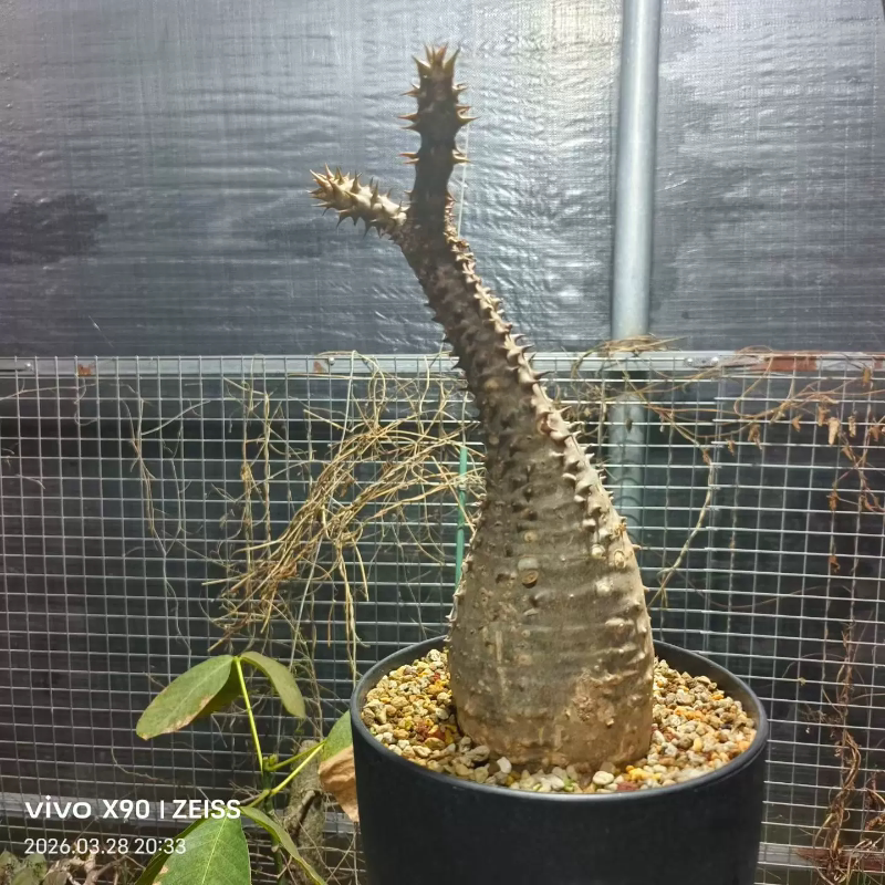 巴氏棒槌,强熟桩块根植物桌面多肉植物潮流物种稀有一物一拍3/28