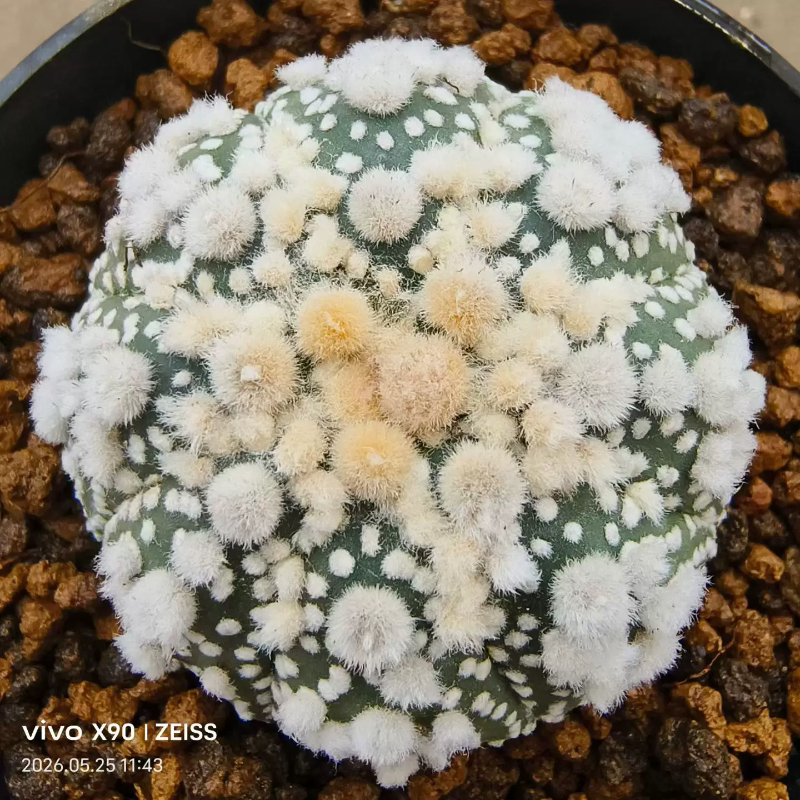 实生花园兜星兜属潮流懒人属仙人球绿植一物一拍带盆发多肉5/24