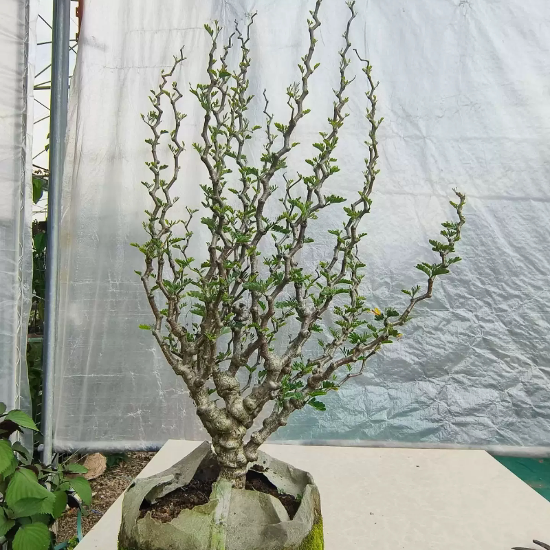 爆瘤沙漠苏木，火焰造型块根植物桌面绿植一物一拍带盆发多肉5/22