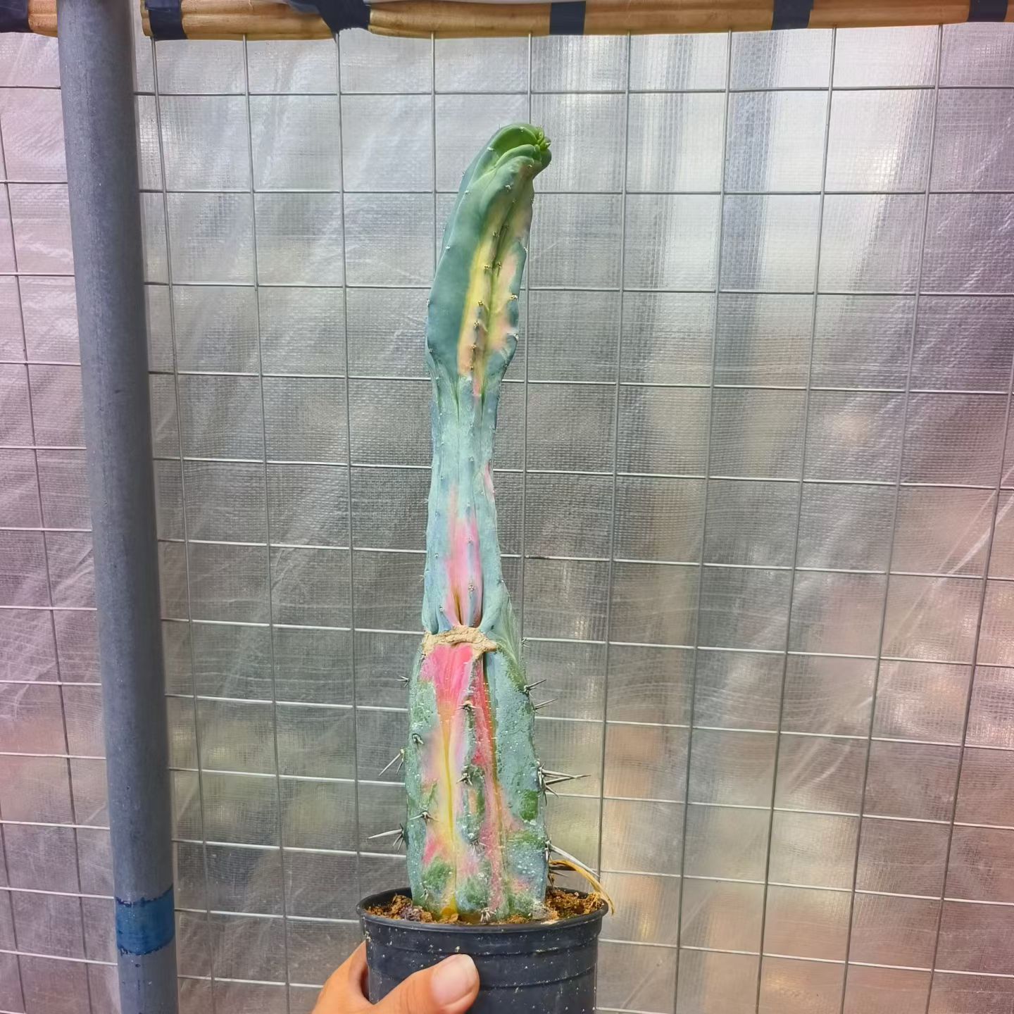 七彩龙神木，石化锦仙人球沙生一物一拍盆栽多肉7/20