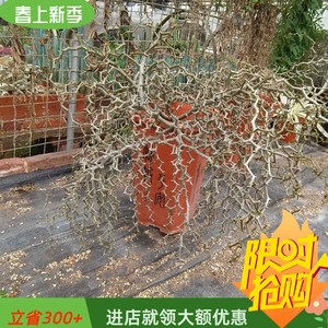 意境植物弯曲龙潮流块根植物稀有品种易养护多肉植物一物一拍4/8