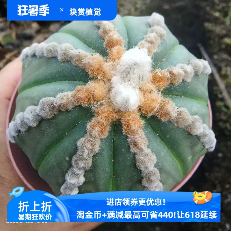 皇冠连心大疣兜。自根根系好星球属仙人球一物一拍易养护包邮7/2