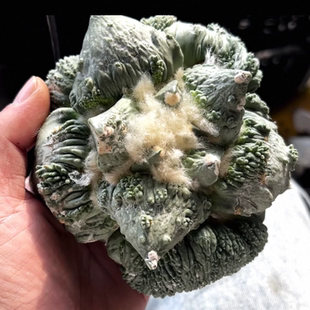 实生大形体怒涛/s192岩牡丹属潮流仙人球室内稀有物种一物一拍2/9