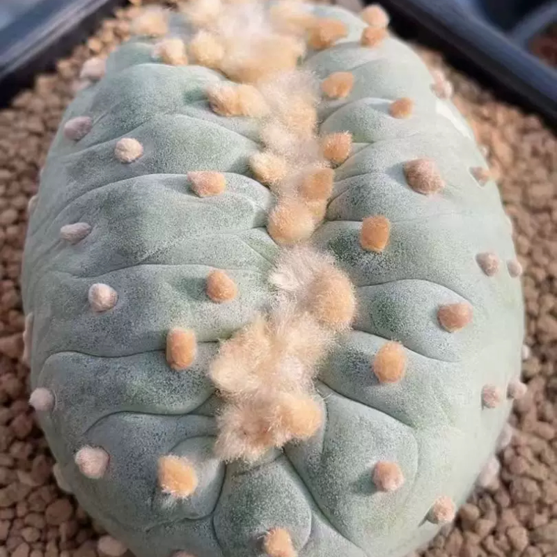 大面包实生分株大萝卜9.5×7.5稀有种仙人球小众多肉一物一拍1/18