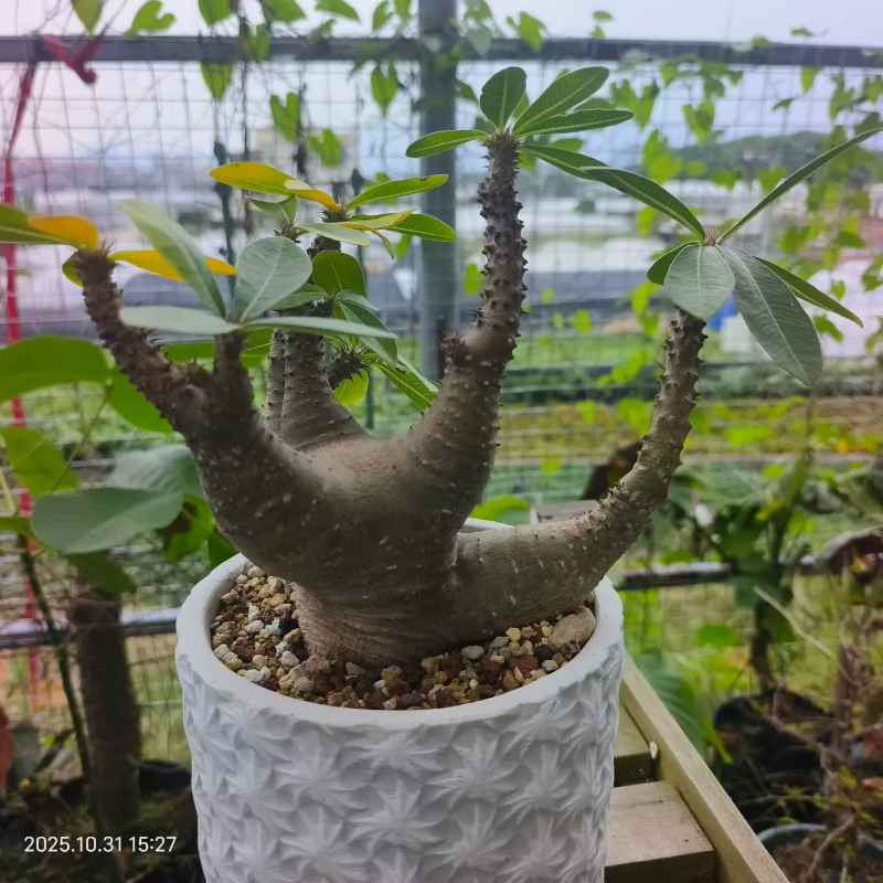 魔界玉棒捶树属块根植物沙生桌面室内盆栽一物一拍多肉10/31