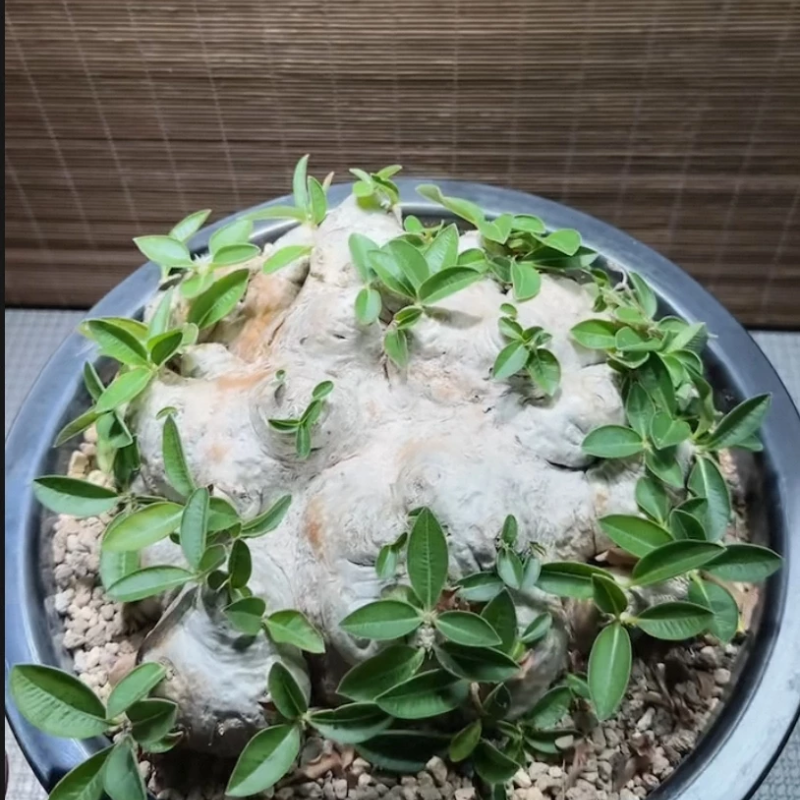 惠比须笑 生姜棒槌树属 块根直径约23c小众植物多肉一物一拍12/26