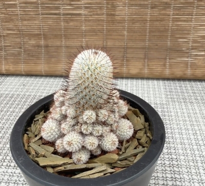 实生直刺佩雷群生仙人球基因强目前有40头群冠6CM一物一拍3/21