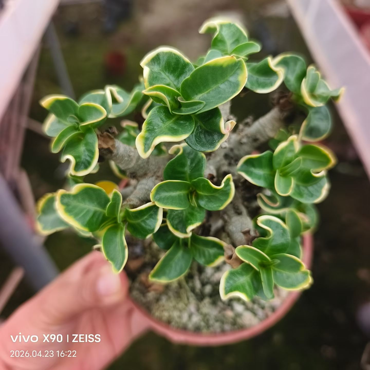 卡汗尼迷你沙漠玫瑰锦块根潮流懒人沙生可带盆发稀有品种多肉4/25