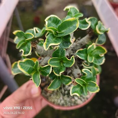 卡汗尼迷你沙漠玫瑰锦块根潮流懒人沙生可带盆发稀有品种多肉4/25