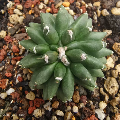 海胆鸾凤玉星球属仙人球植物沙生桌面室内盆栽一物一拍多肉10/31