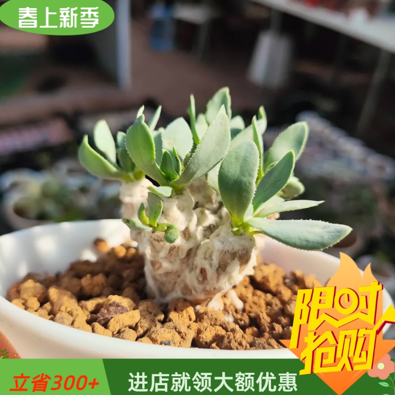 三叉戟雪露厚敦菊厚敦菊属冬型种块根植物一物一拍稀有品种3/30