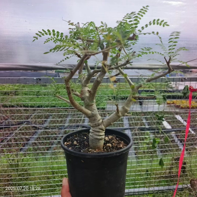 尼嘞达乳香橄榄潮流懒人块根植物一物一拍稀有品种室内盆栽7/20