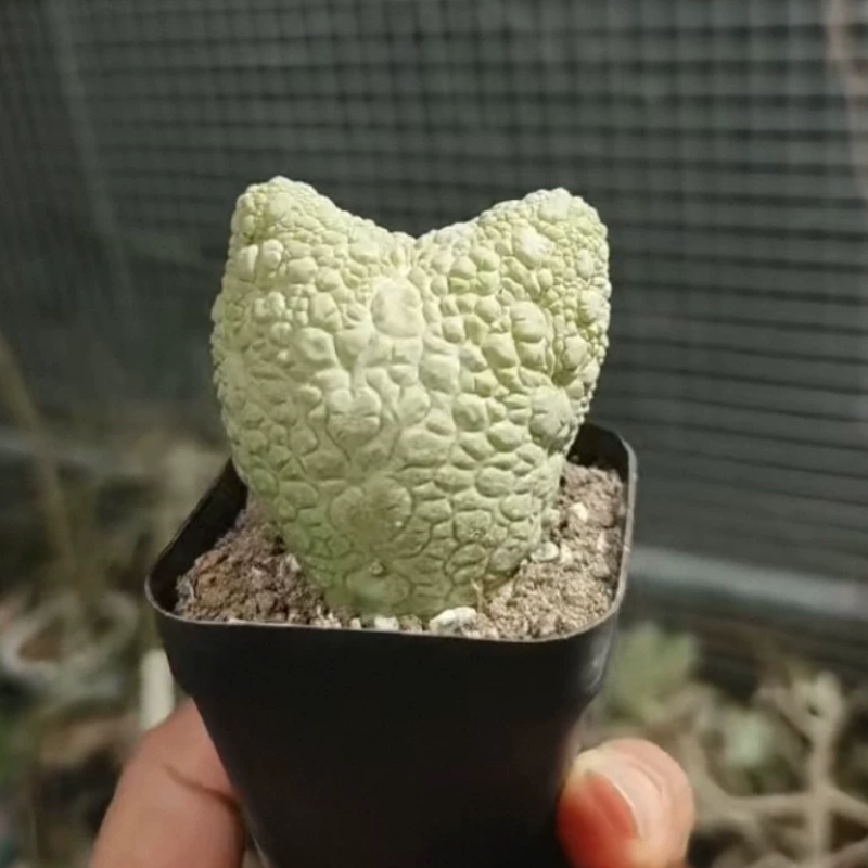 5cm爱心凝蹄玉潮流懒人块根植物桌面多肉物种稀有一物一拍3/28