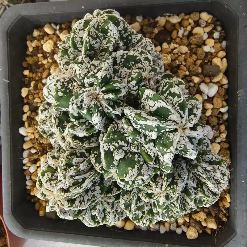 群生白斑核桃鸾凤玉群侧芽带缀化自根一物一拍室内盆栽多肉6/19