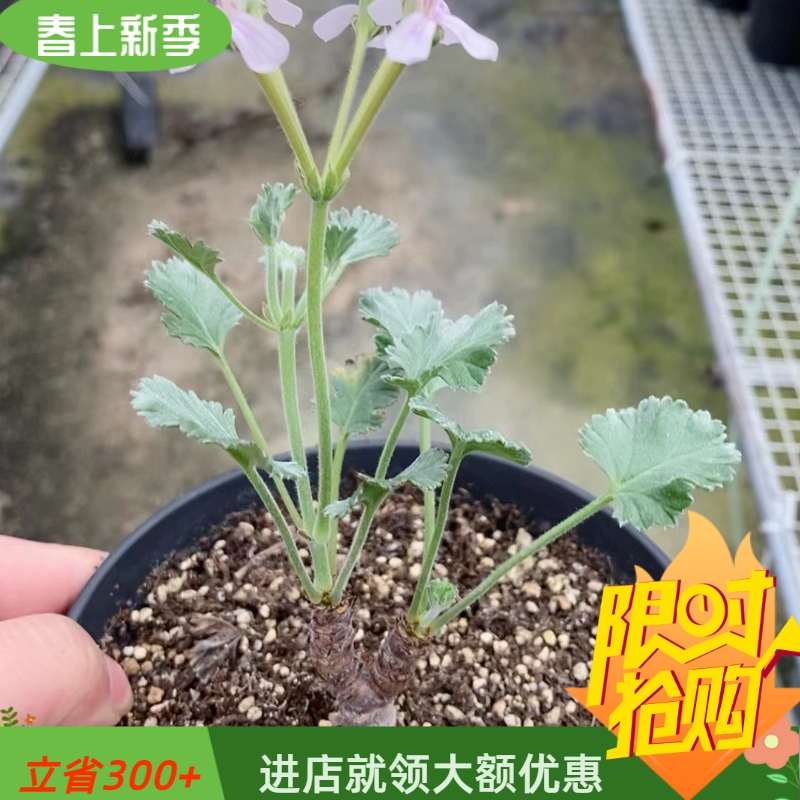 小枝干洋葵冬型种懒人易养护块根植物一物一拍多肉潮流植物5/4