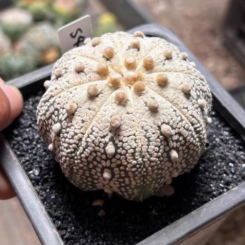 泰系实生浑圆浓白奇迹兜/s46仙人球一物一拍多肉植物沙生植物9/18