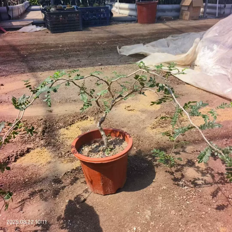 滔天橄榄橄榄科。价格不赖块根植物潮流懒人沙生室内盆栽包邮8/22