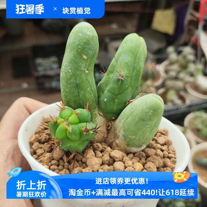jj柱程程柱男子气概的象征，潮流仙人球一物一拍易养护包邮4/23