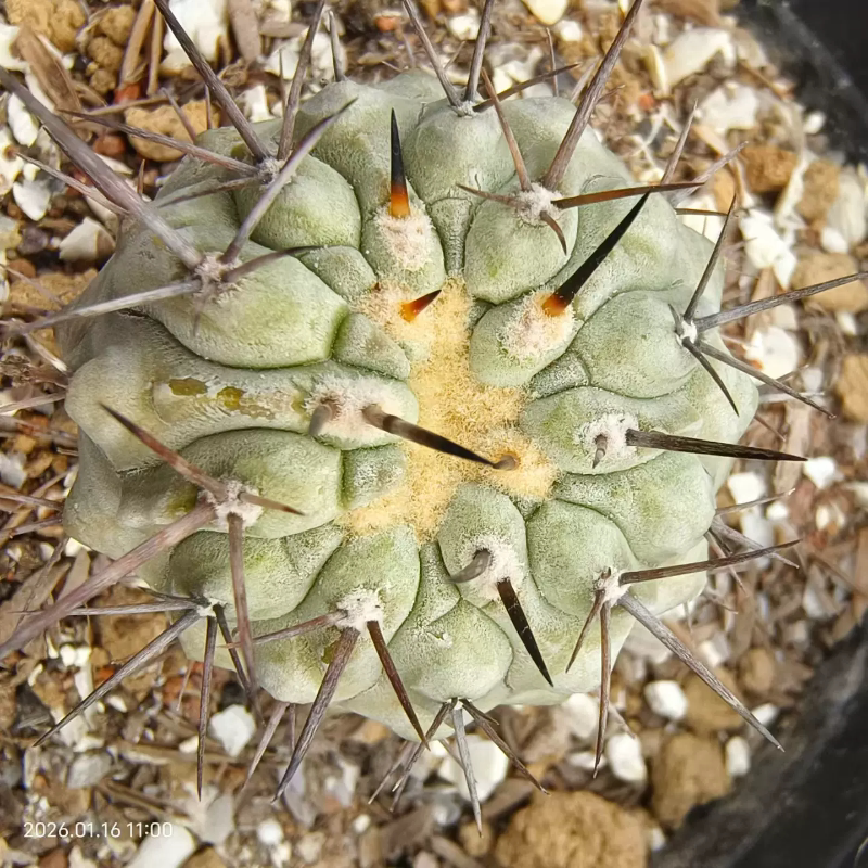 欧系实生孤龙丸 缀化迹象。仙人球潮流植物小众多肉一物一拍1/17