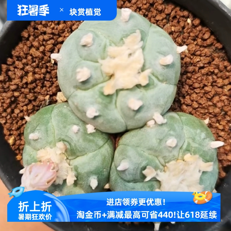 实生草球，老家吴三头群生含盆一起大萝卜仙人球一物一拍包邮4/16