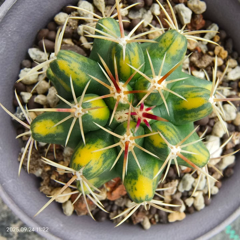 实生大红鹰x大统领锦  锦‮无斑‬敌  仙人球一物一拍多肉9/24