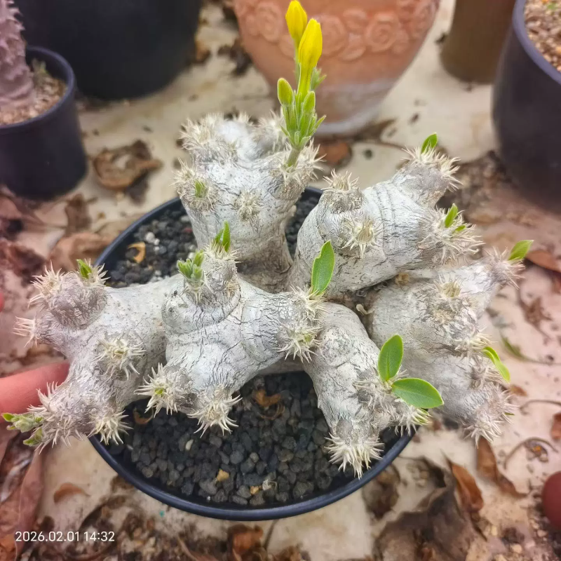 惠比须笑棒槌树属块根植物桌面绿植多肉室内盆栽一物一拍2/1