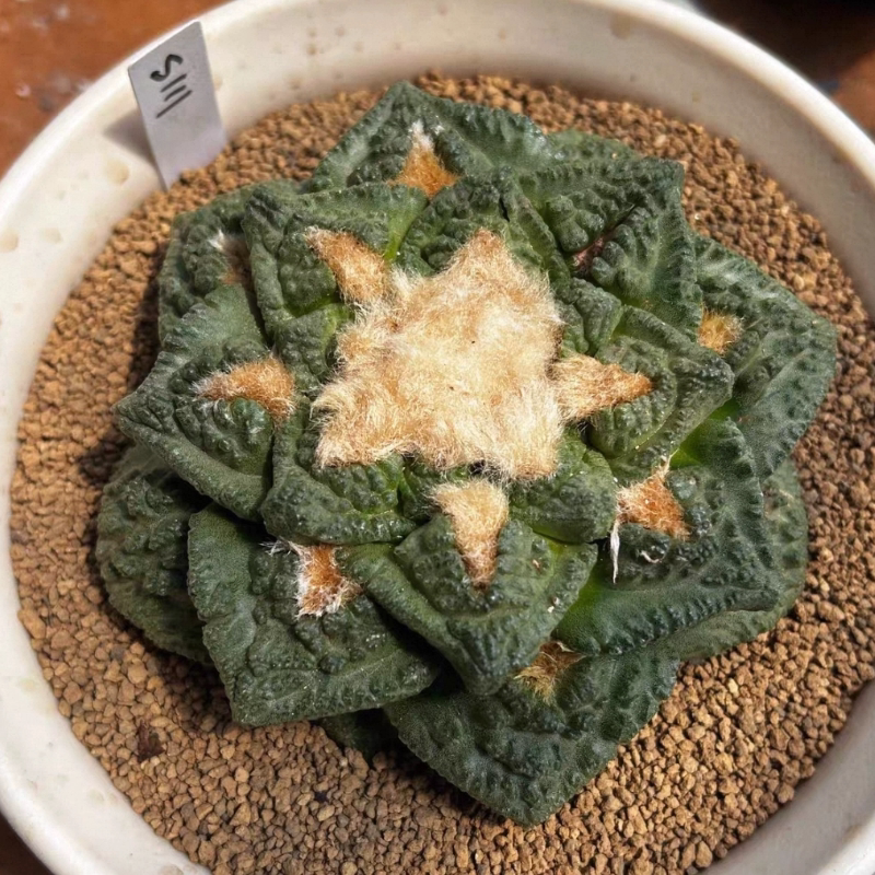 泰系实生大疣龟加牡丹/s111仙人球室内盆栽一物一拍多肉11/3
