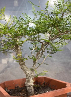 实生象足漆树自然分叉双枝3.35CM潮流小众植物多肉一物一拍12/29