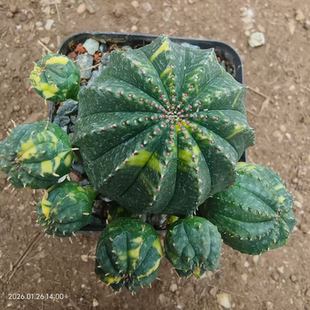 泰系布纹球锦群生大戟科块根植物室内盆栽稀有物种一物一拍1/26