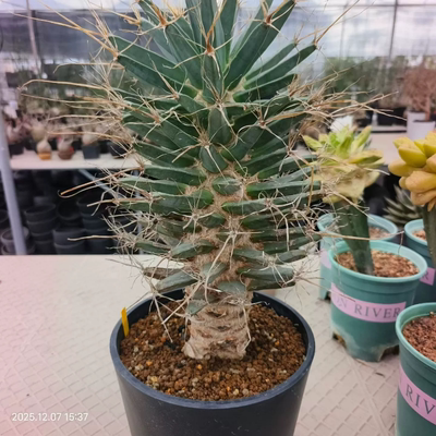 老光山。老桩子，霸气十足潮流懒人沙生稀有物种多肉一物一拍12/8