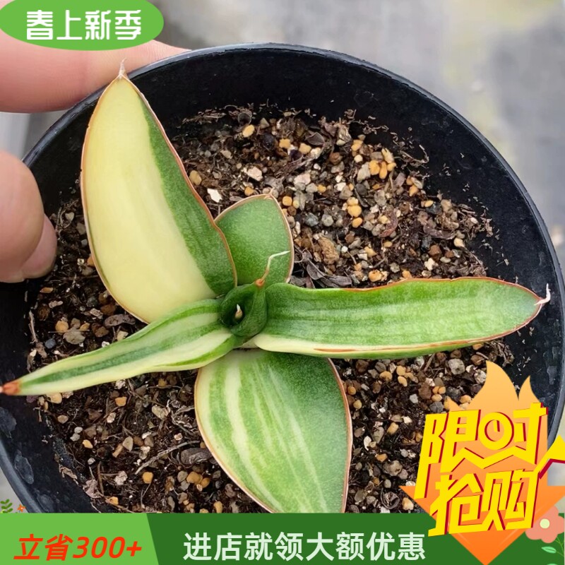 鸟嘴锦虎皮兰植物一物一拍多肉植物稀有品种易养护桌面绿植6/27
