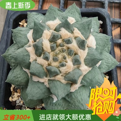 雅玉牡丹锦萝卜根懒人12CM易养护岩牡丹属仙人球一物一拍多肉4/9