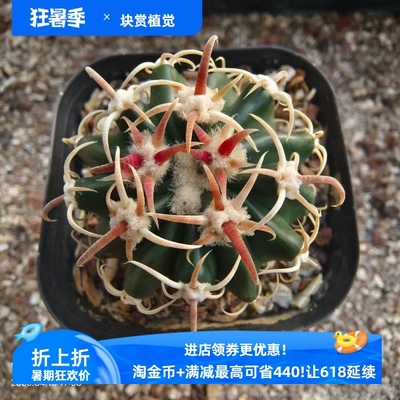 实生武藏凌波潮流懒人仙人球稀有品种包邮一物一拍易养4/15