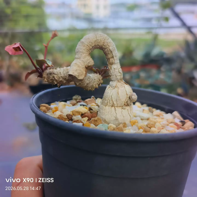 红叶拉巴提，大戟科潮流懒人块根植物绿植一物一拍带盆发多肉5/29