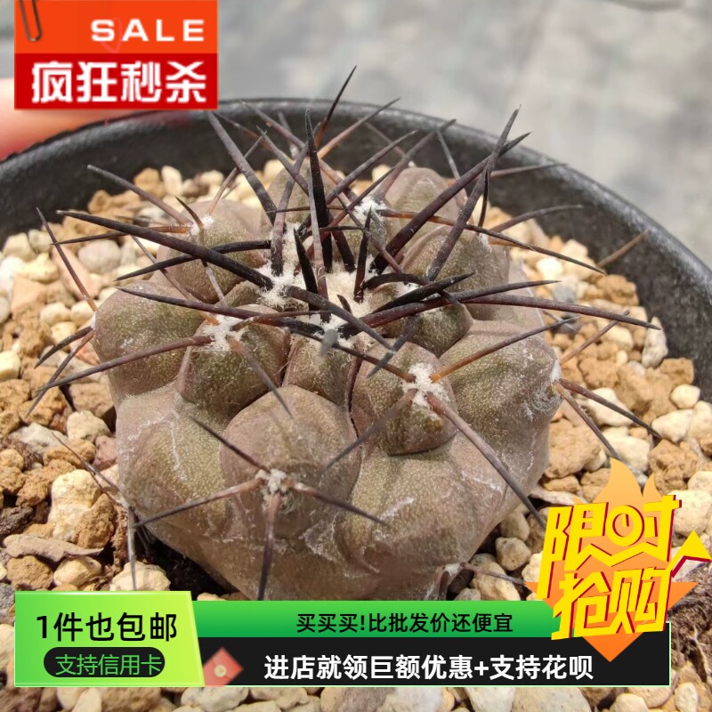 怪龙丸锦裸萼球属潮流懒人易养仙人球一物一拍易养护稀有品种7/4