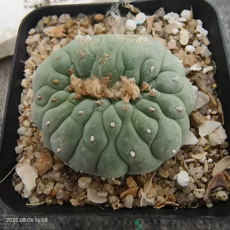 无刺草球缀化侧芽大萝卜根开花仙人球一物一拍易养护室内盆栽8/6