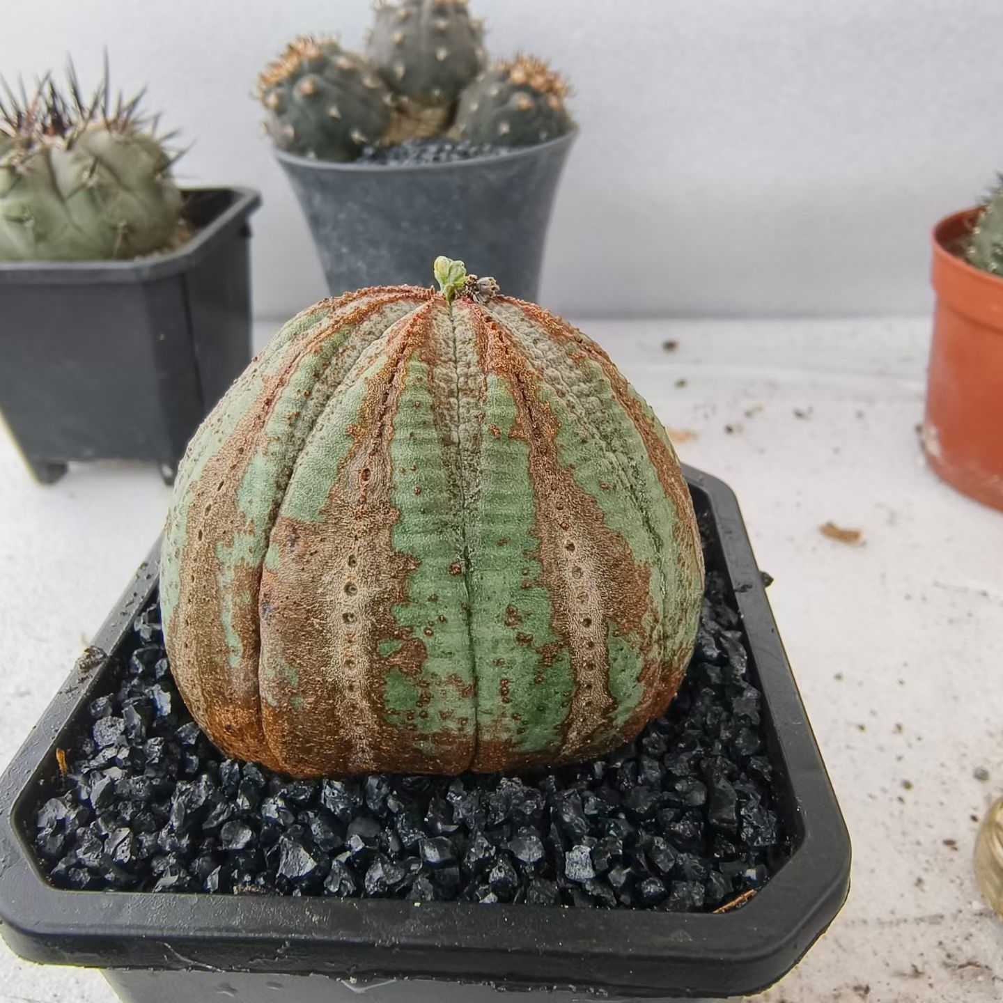 大欧布侧芽株。发根稳盆大戟科块根植物一物一拍室内盆栽多肉6/25