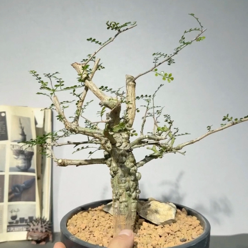 实生列加漆树，块根精选直径4CM桌面绿植一物一拍带盆发多肉5/23