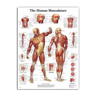 Muscular System Posters Silk Cloth Anatomy Chart Human Body