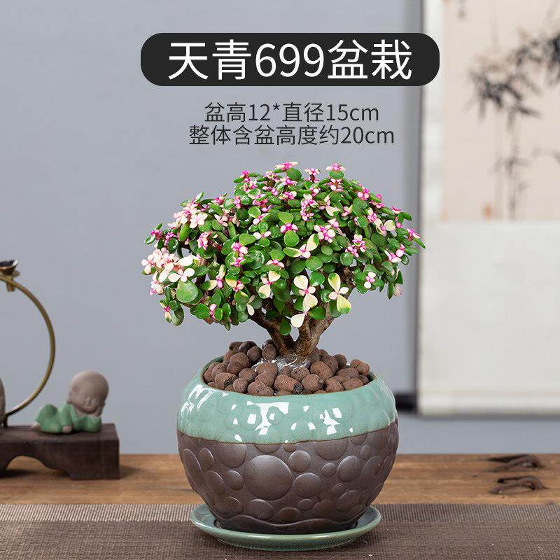 极速金枝玉叶盆栽造型多肉植物稀有品种肉肉室内花卉老桩雅乐之舞
