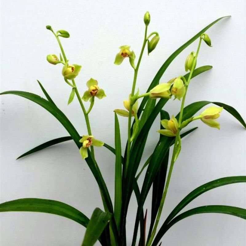 极速带花苞夏皇梅特壮苗 八大之首梅瓣名品 四季兰花 开品端庄花
