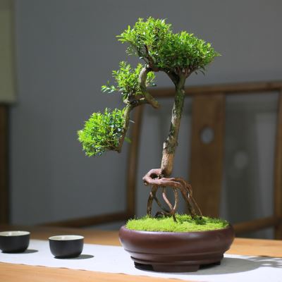 极速文人树造型老桩盆景室内庭院好养常青绿植茶室提根办公室小叶