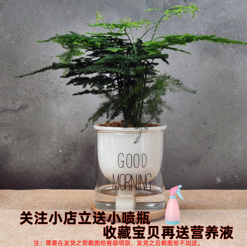 极速懒人水培小盆栽室内耐阴好养绿植办公室桌面净化空气吊兰花卉