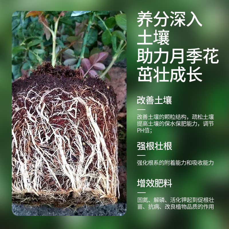 极速月季专用营养液浓缩液体花肥料盆栽玫瑰蔷薇花卉植物通用型水
