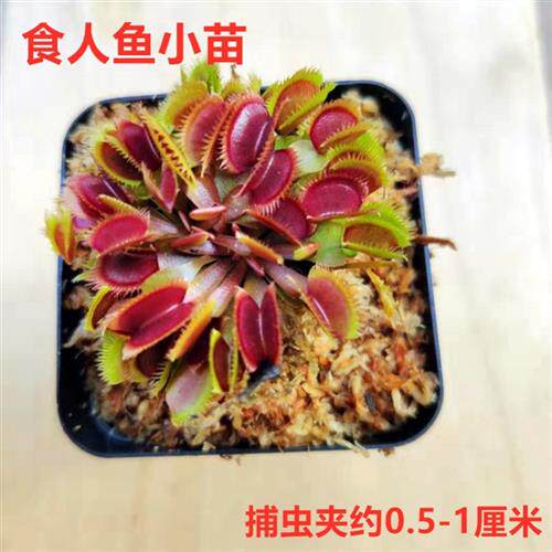 极速捕蝇草盆栽夏季驱蚊超大号食人花桌摆食虫草猪笼草室内好养绿
