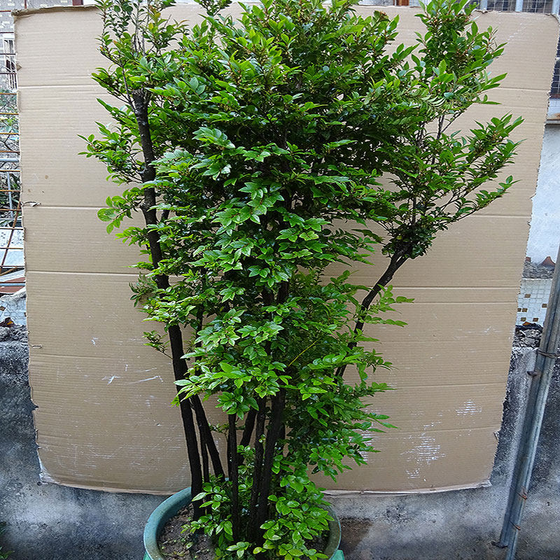 极速办公室小叶紫檀盆景树桩 室内除甲醛绿植盆栽 四季常青植物苗