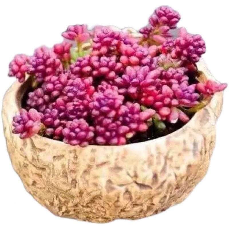 极速米多肉紫紫色多肉绿粒植肉花卉盆栽精品紫米64491033粒创意肉