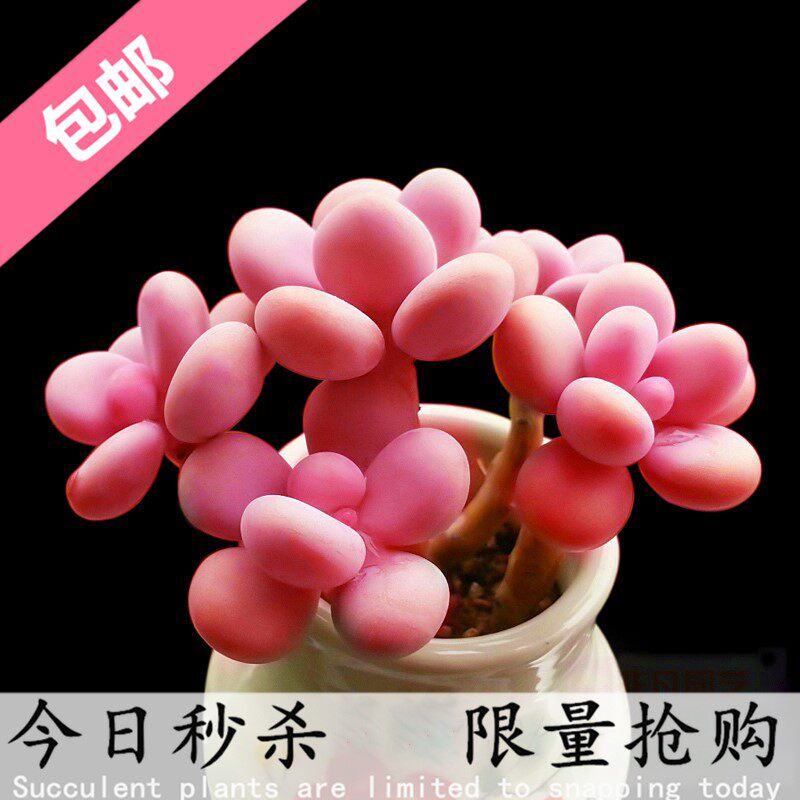极速亚美桃蛋多肉老桩大腰子奶酪超大桃之卵多头群生多肉植物稀有